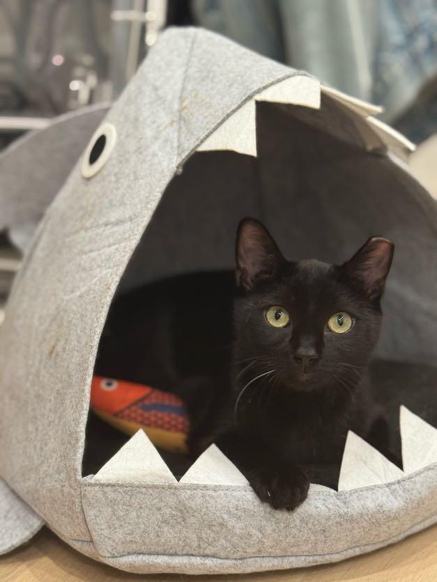 Enlarge Blackberry, a Adoptable Domestic Medium Hair in brooklyn, NY image 5/6