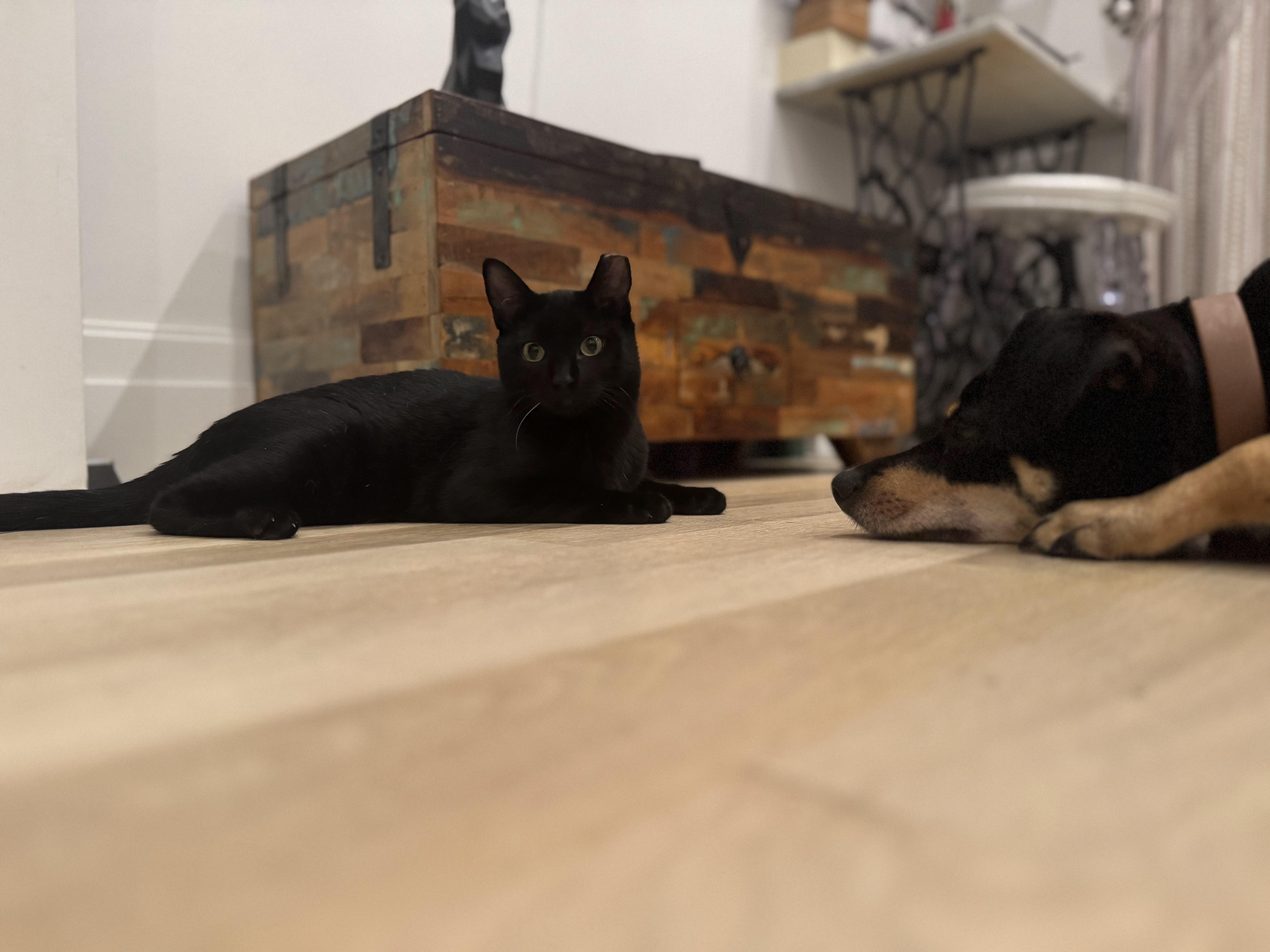 Enlarge Blackberry, a Adoptable Domestic Medium Hair in brooklyn, NY image 3/6