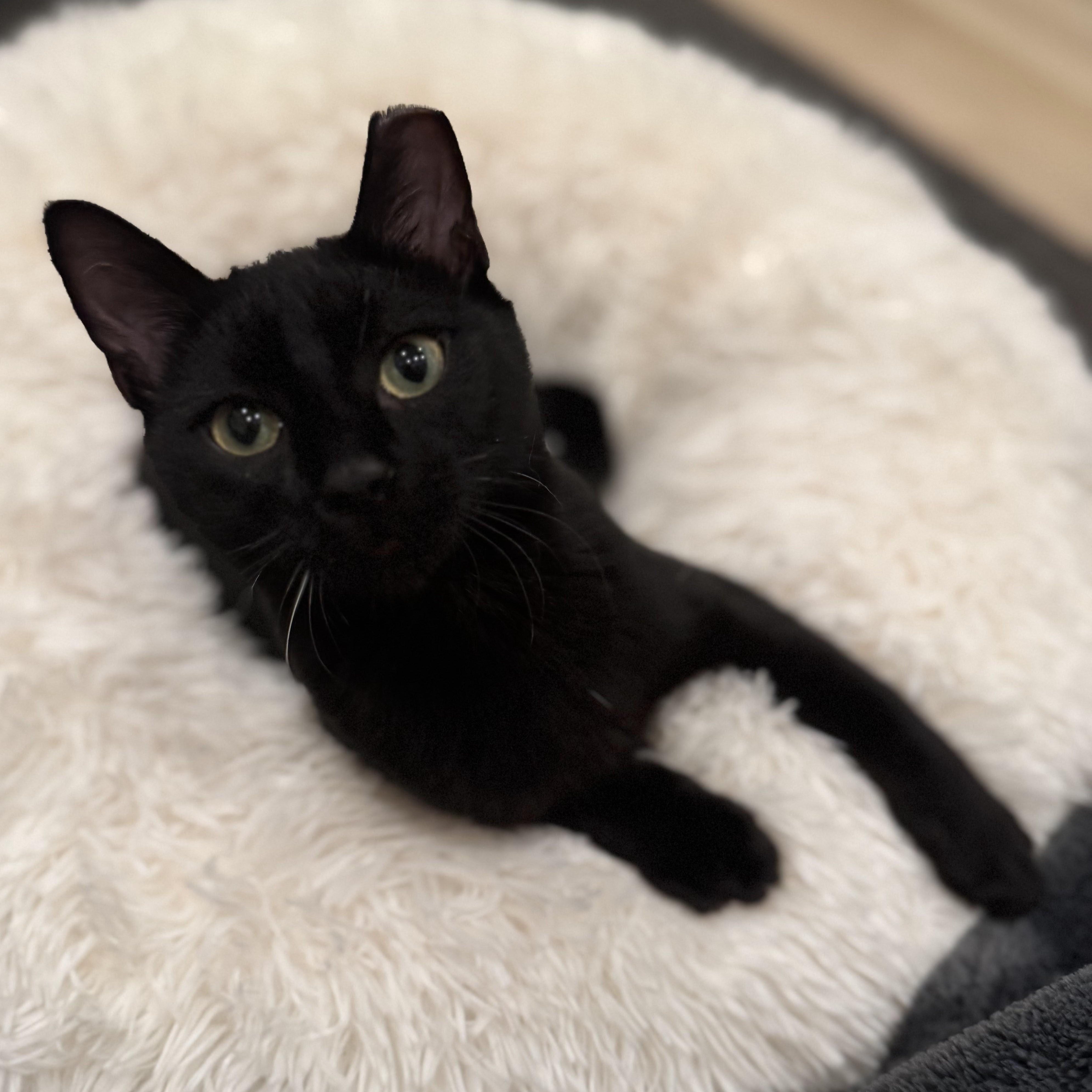 Enlarge Blackberry, a Adoptable Domestic Medium Hair in brooklyn, NY image 1/6