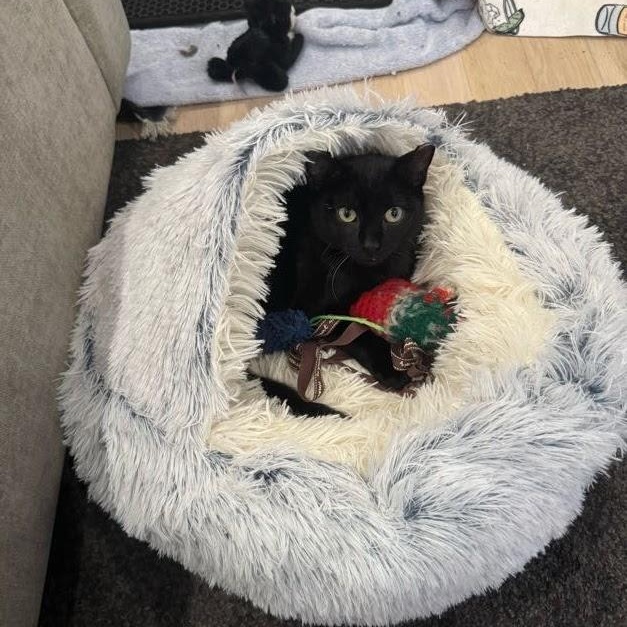 Enlarge Blackberry, a Adoptable Domestic Medium Hair in brooklyn, NY image 6/6