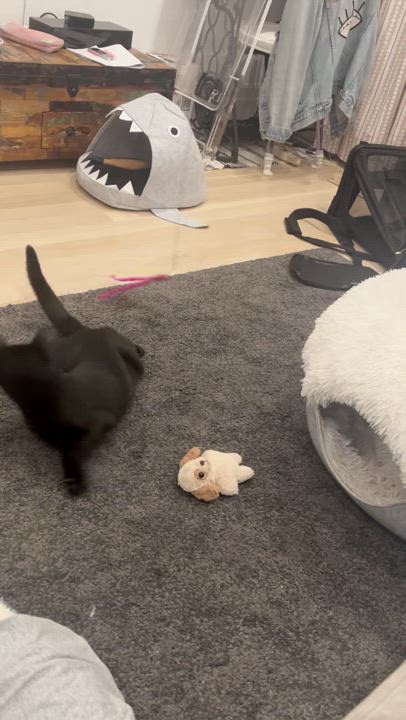 Enlarge Blackberry, a Adoptable Domestic Medium Hair in brooklyn, NY video 2/6