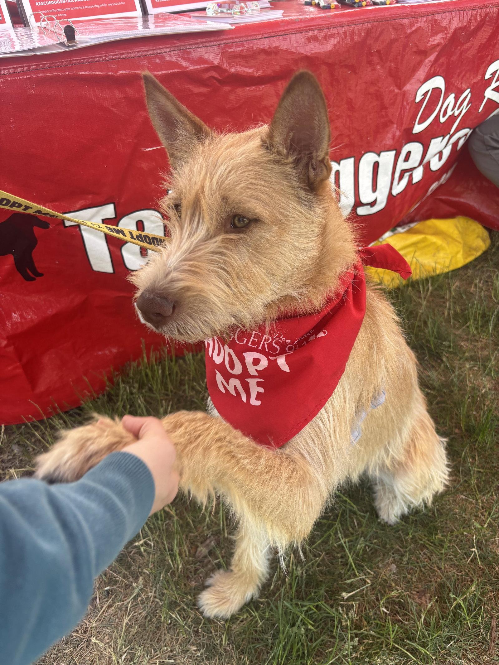 Fiesta, a Adoptable Wire Fox Terrier in Grafton, WI image 1/3