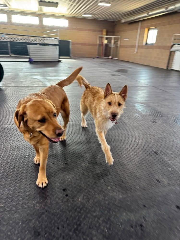 Fiesta, Adoptable, Young Female Wire Fox Terrier.