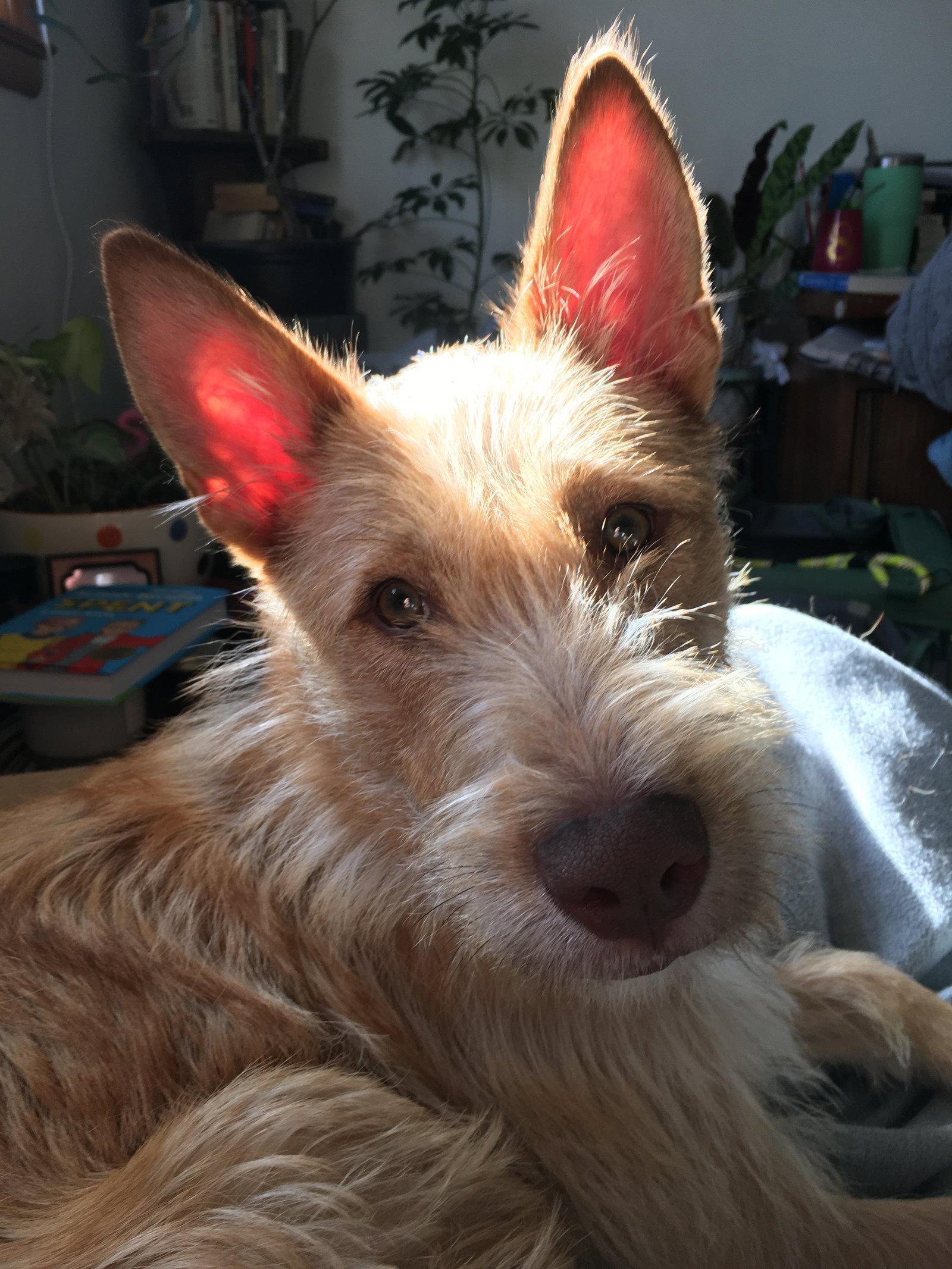 Enlarge Fiesta, a Adoptable Wire Fox Terrier in Grafton, WI image 3/3