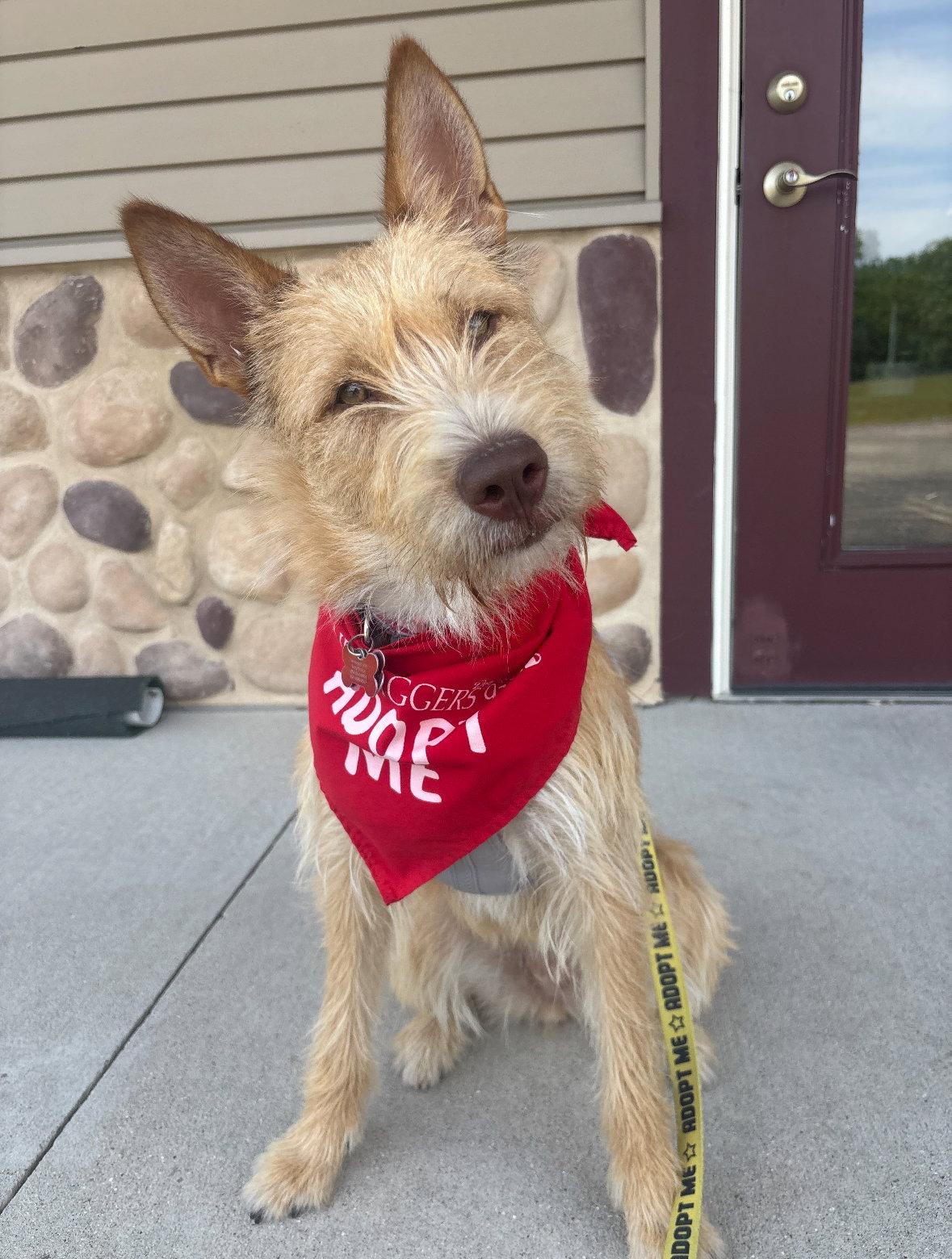 Fiesta, a Adoptable Wire Fox Terrier in Grafton, WI image 2/3