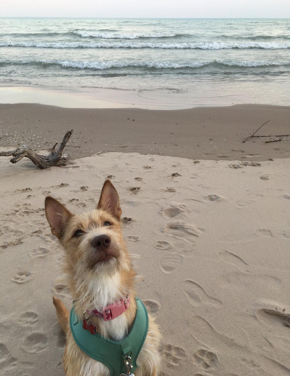 Fiesta, a Adoptable Wire Fox Terrier in Grafton, WI image 3/3
