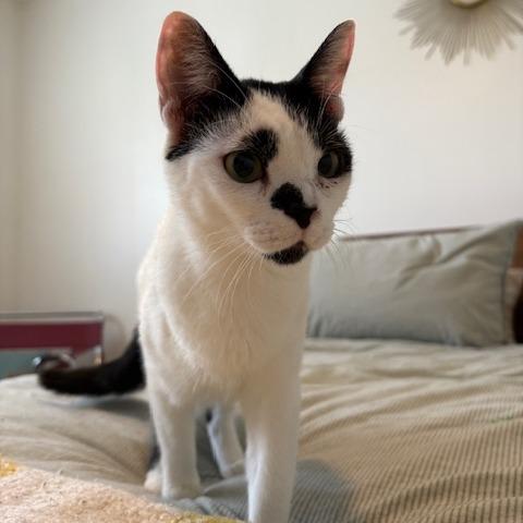 Charlotte, Adoptable, Young Female Domestic Short Hair.