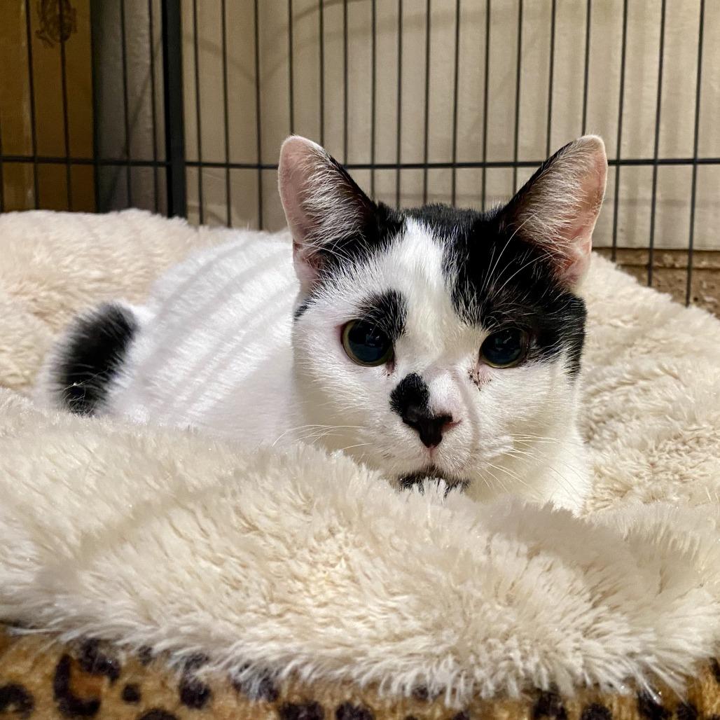 Enlarge Charlotte, a Adoptable Domestic Short Hair in Tempe, AZ image 2/6