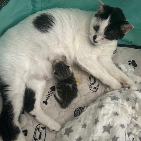 Enlarge Charlotte, a Adoptable Domestic Short Hair in Tempe, AZ image 3/6