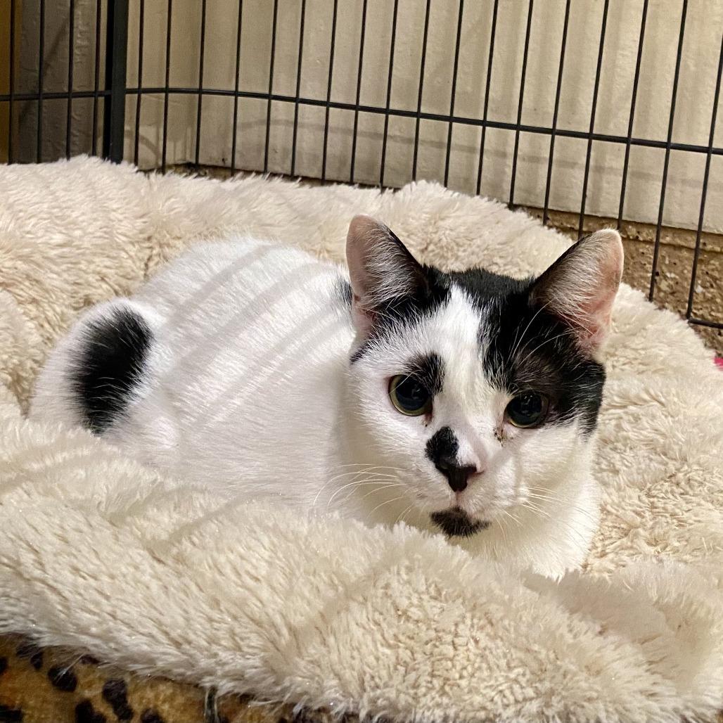 Enlarge Charlotte, a Adoptable Domestic Short Hair in Tempe, AZ image 4/6