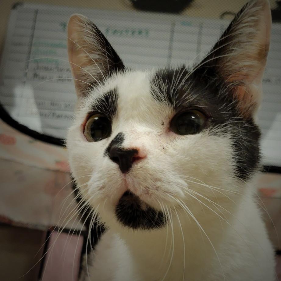 Enlarge Charlotte, a Adoptable Domestic Short Hair in Tempe, AZ image 5/6