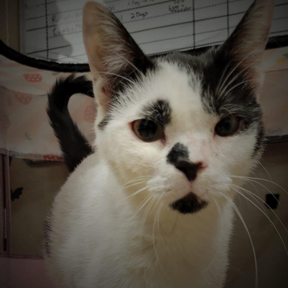 Enlarge Charlotte, a Adoptable Domestic Short Hair in Tempe, AZ image 6/6