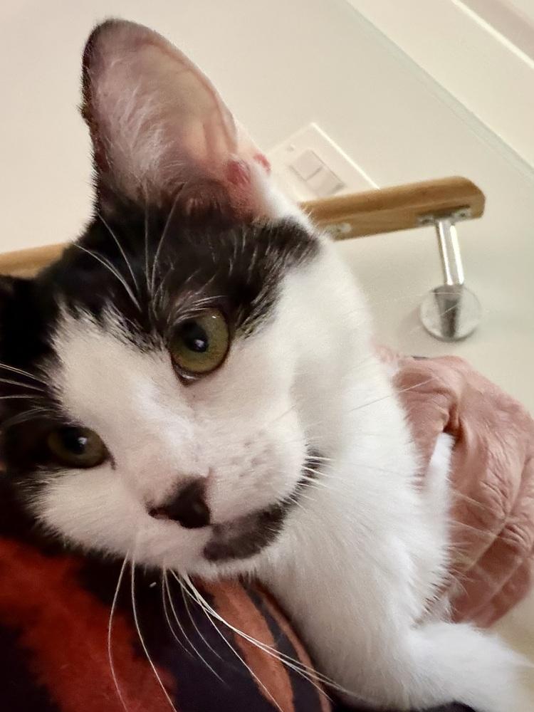 Manfredi bonded pair with Dwight