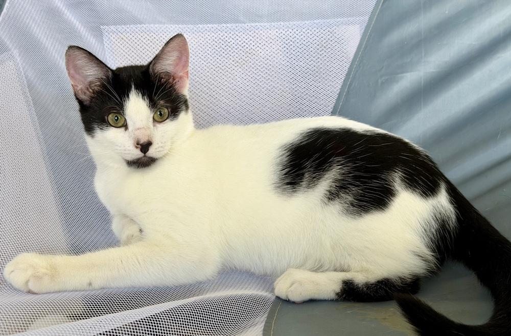 Manfredi bonded pair with Dwight — thumbnail 2