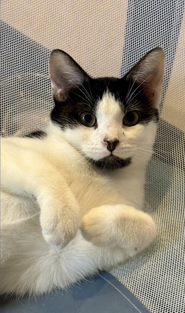 Manfredi bonded pair with Dwight — thumbnail 3