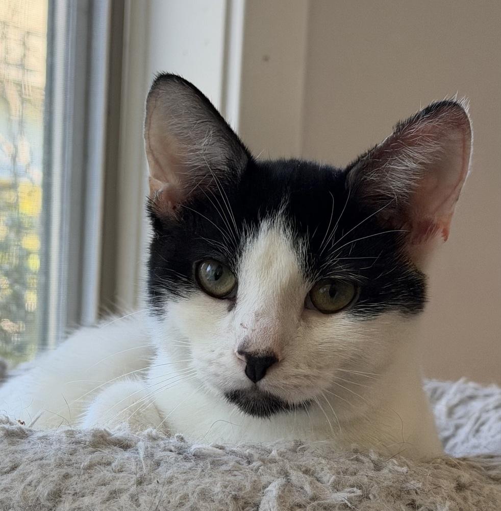 Manfredi bonded pair with Dwight — thumbnail 4