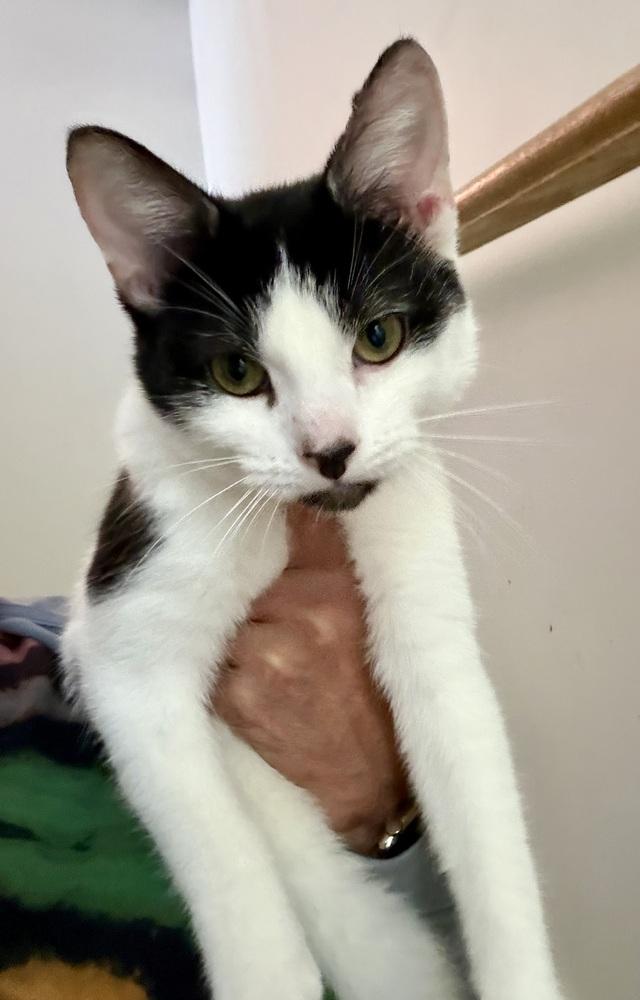 Manfredi bonded pair with Dwight — thumbnail 5