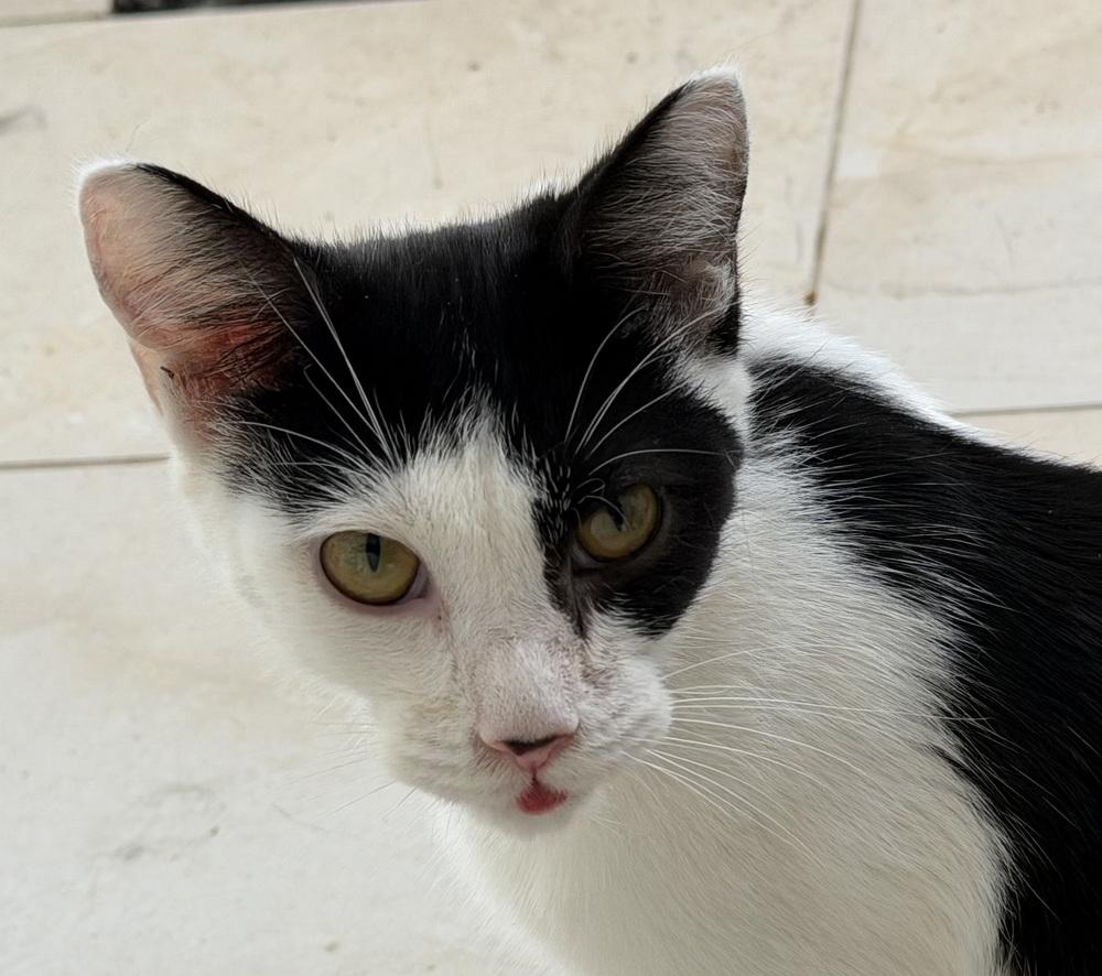 Manfredi bonded pair with Dwight — thumbnail 6