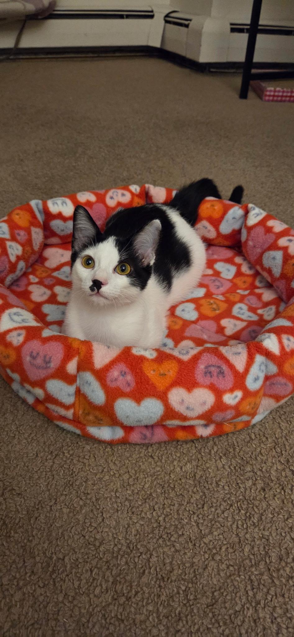 Enlarge Taylor, a Adoptable Domestic Short Hair in Seaford, NY image 4/6