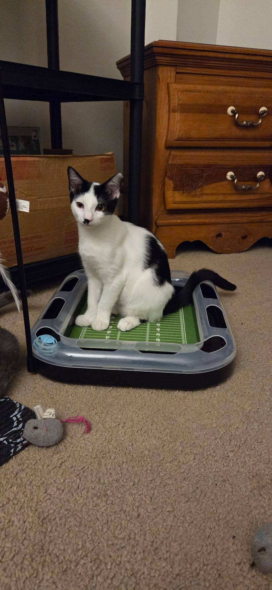 Enlarge Taylor, a Adoptable Domestic Short Hair in Seaford, NY image 5/6