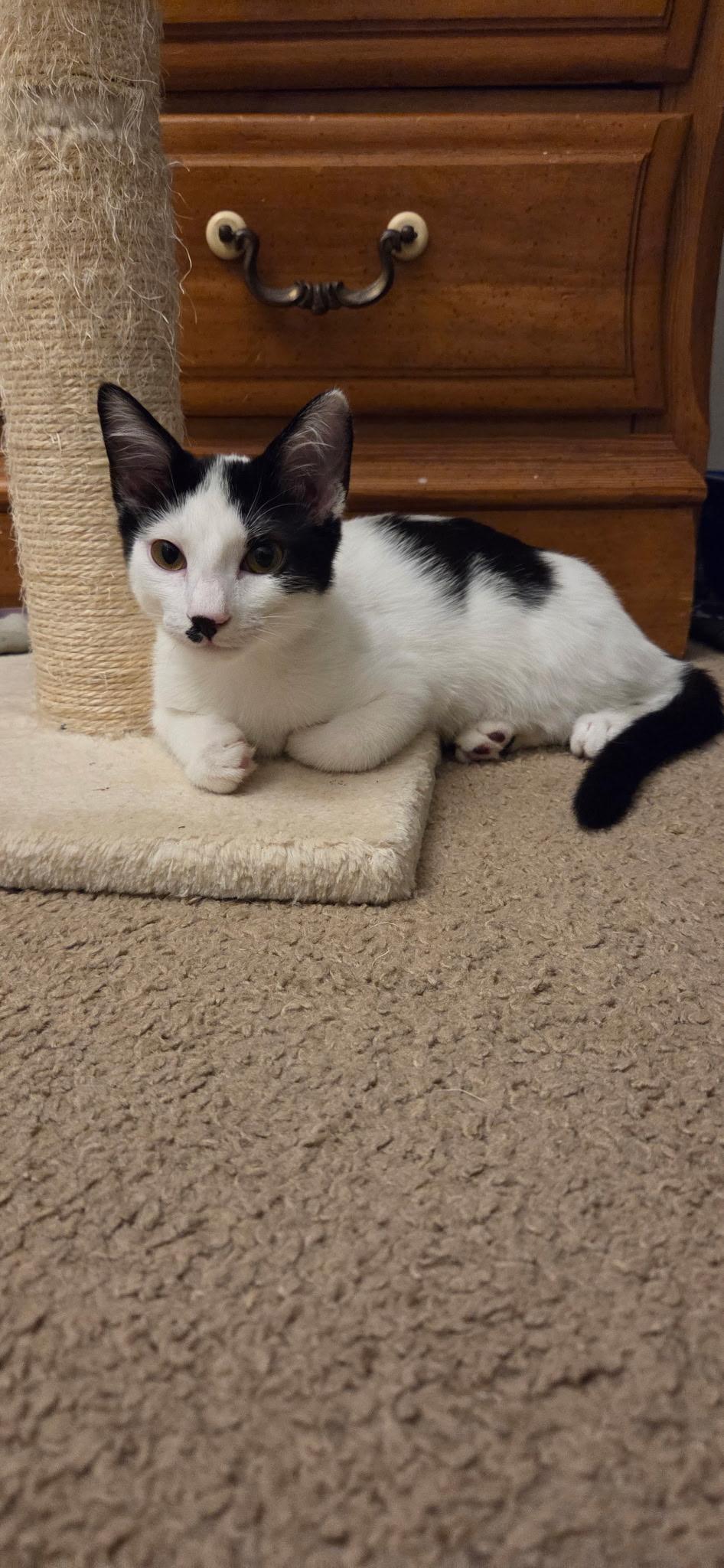 Enlarge Taylor, a Adoptable Domestic Short Hair in Seaford, NY image 6/6