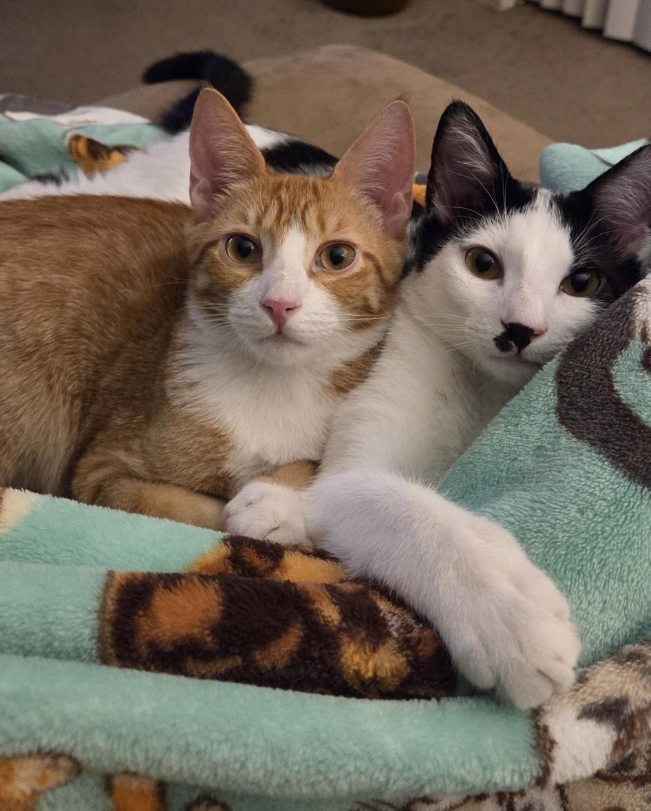 Enlarge Taylor, a Adoptable Domestic Short Hair in Seaford, NY image 2/6