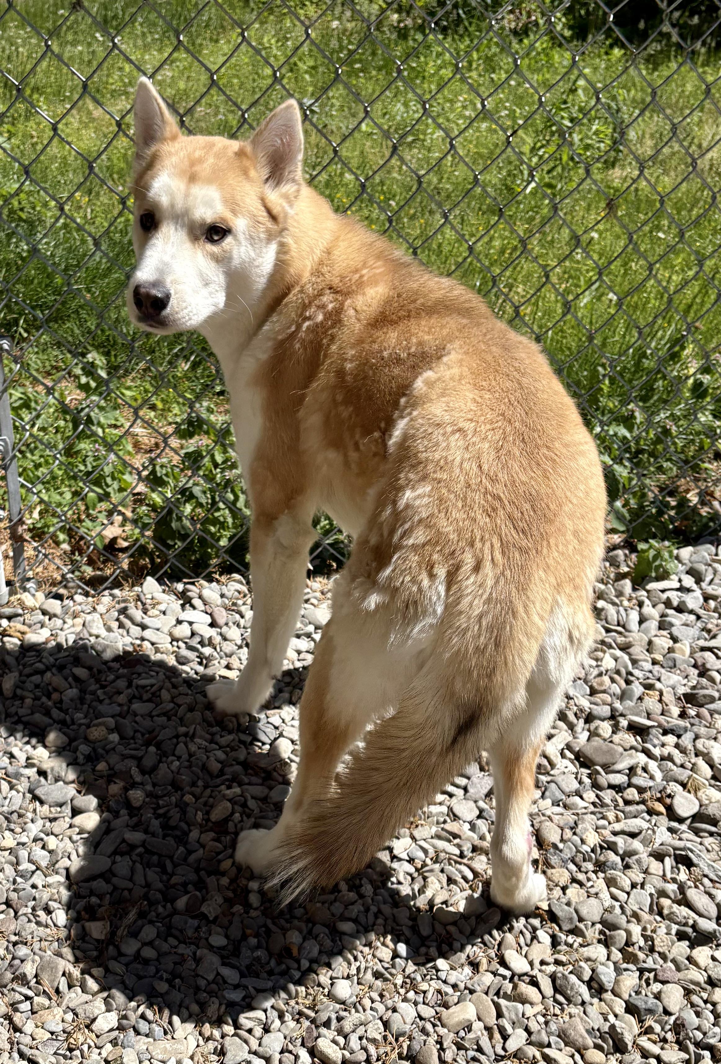 Enlarge Puffin, a Adoptable mixed breed in Warren, NJ image 3/6