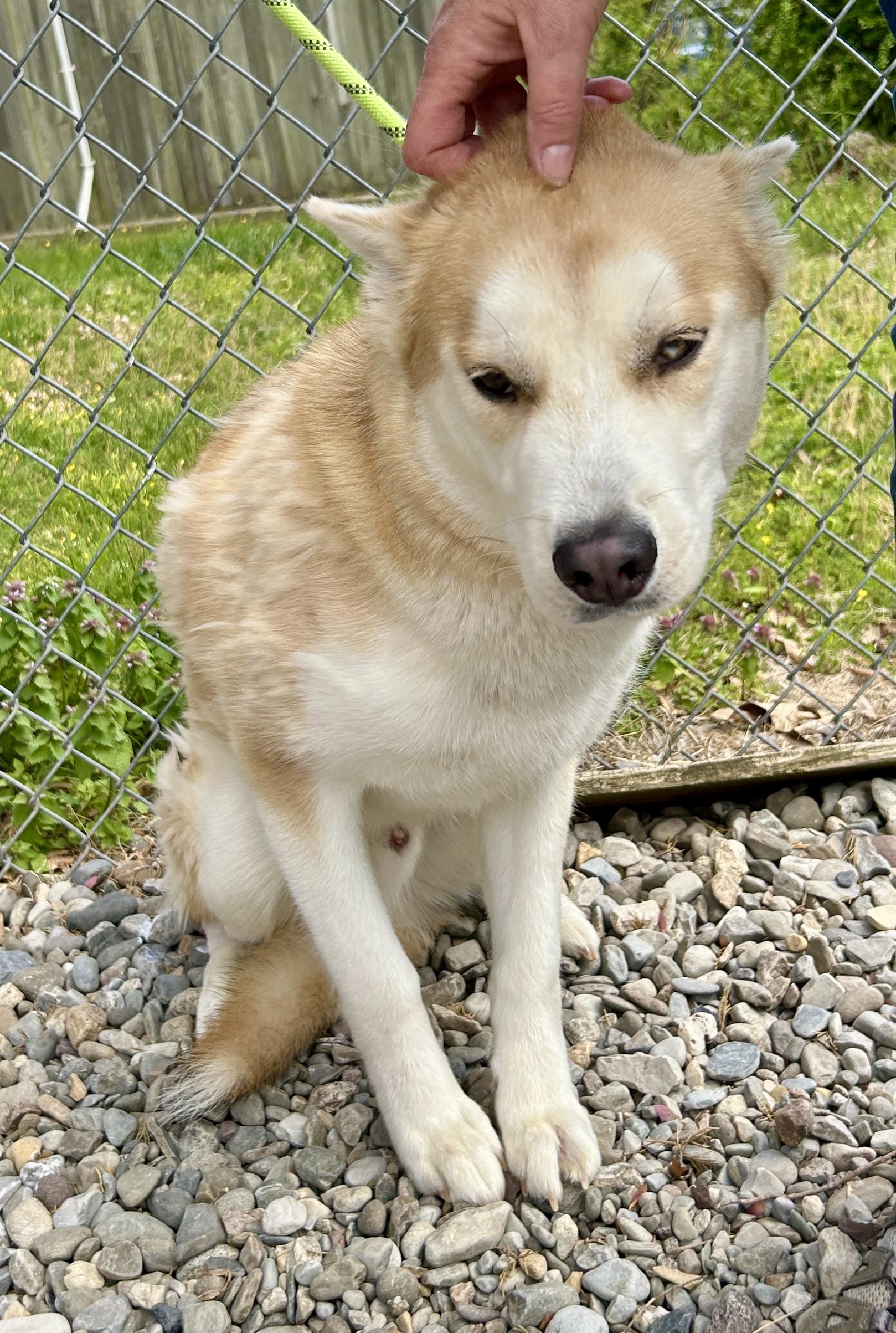 Puffin, Adoptable, Adult Male Husky.