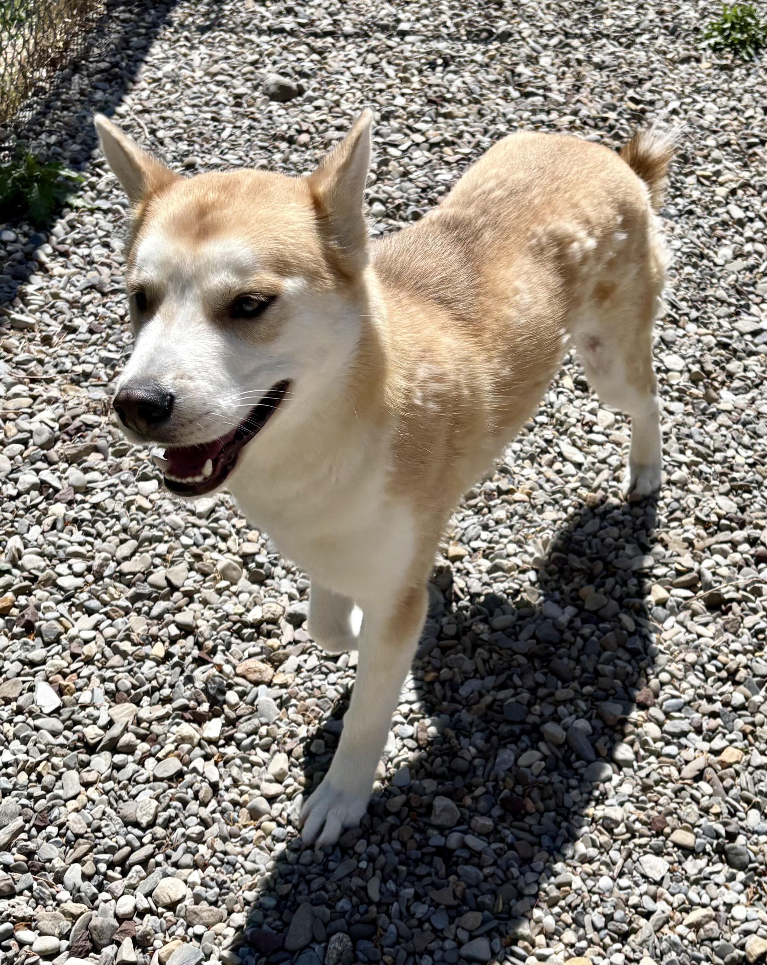 Enlarge Puffin, a Adoptable mixed breed in Warren, NJ image 6/6
