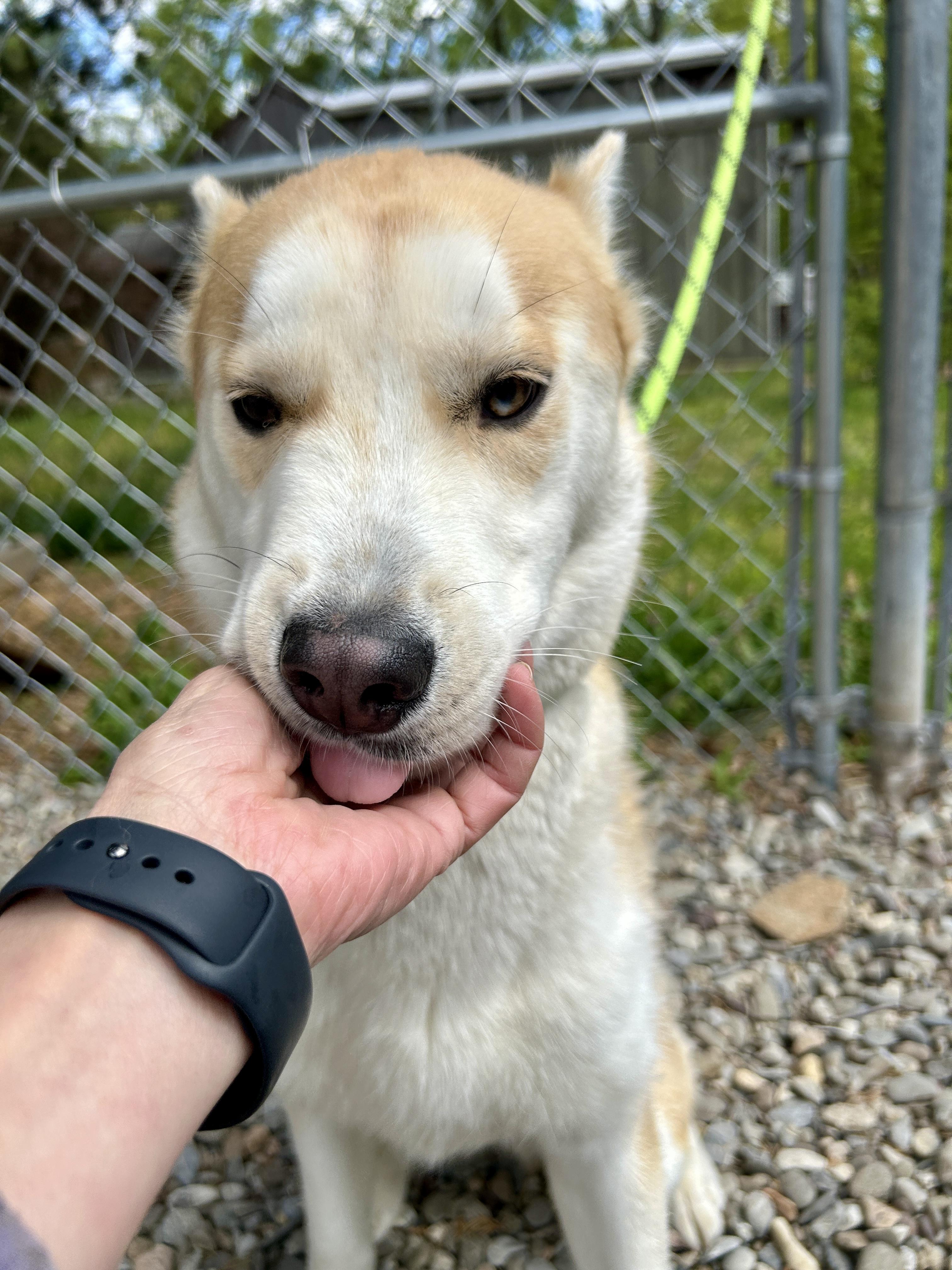 Enlarge Puffin, a Adoptable mixed breed in Warren, NJ image 2/6