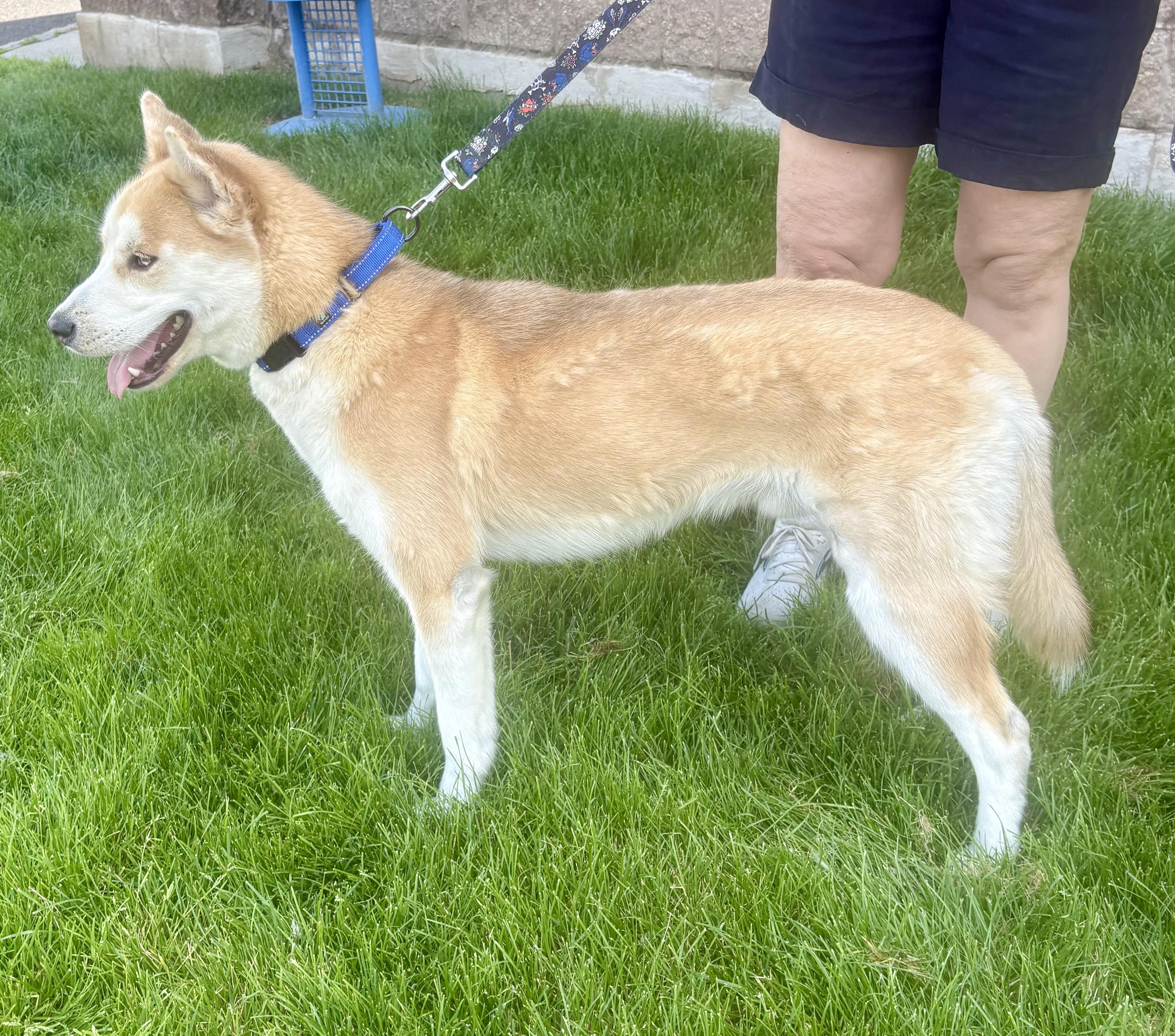 Enlarge Puffin, a Adoptable mixed breed in Warren, NJ image 2/6
