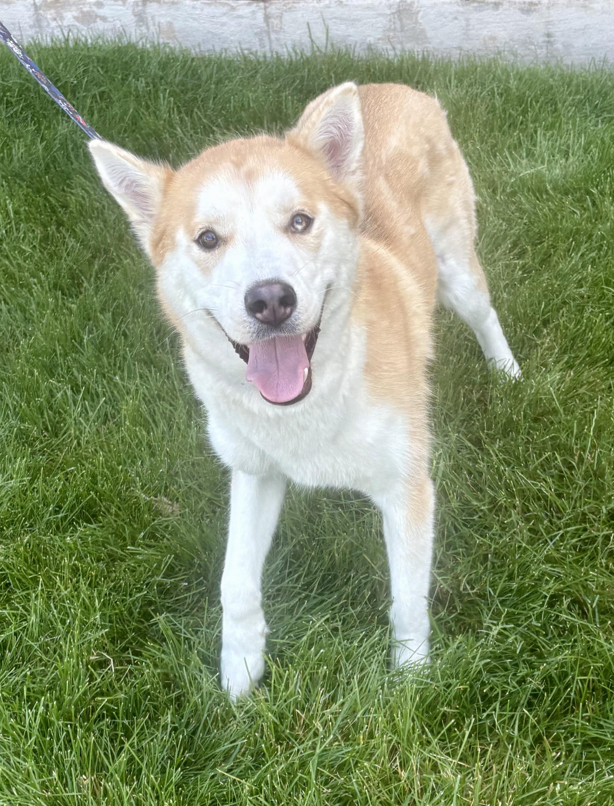Puffin, Adoptable, Adult Male Husky.