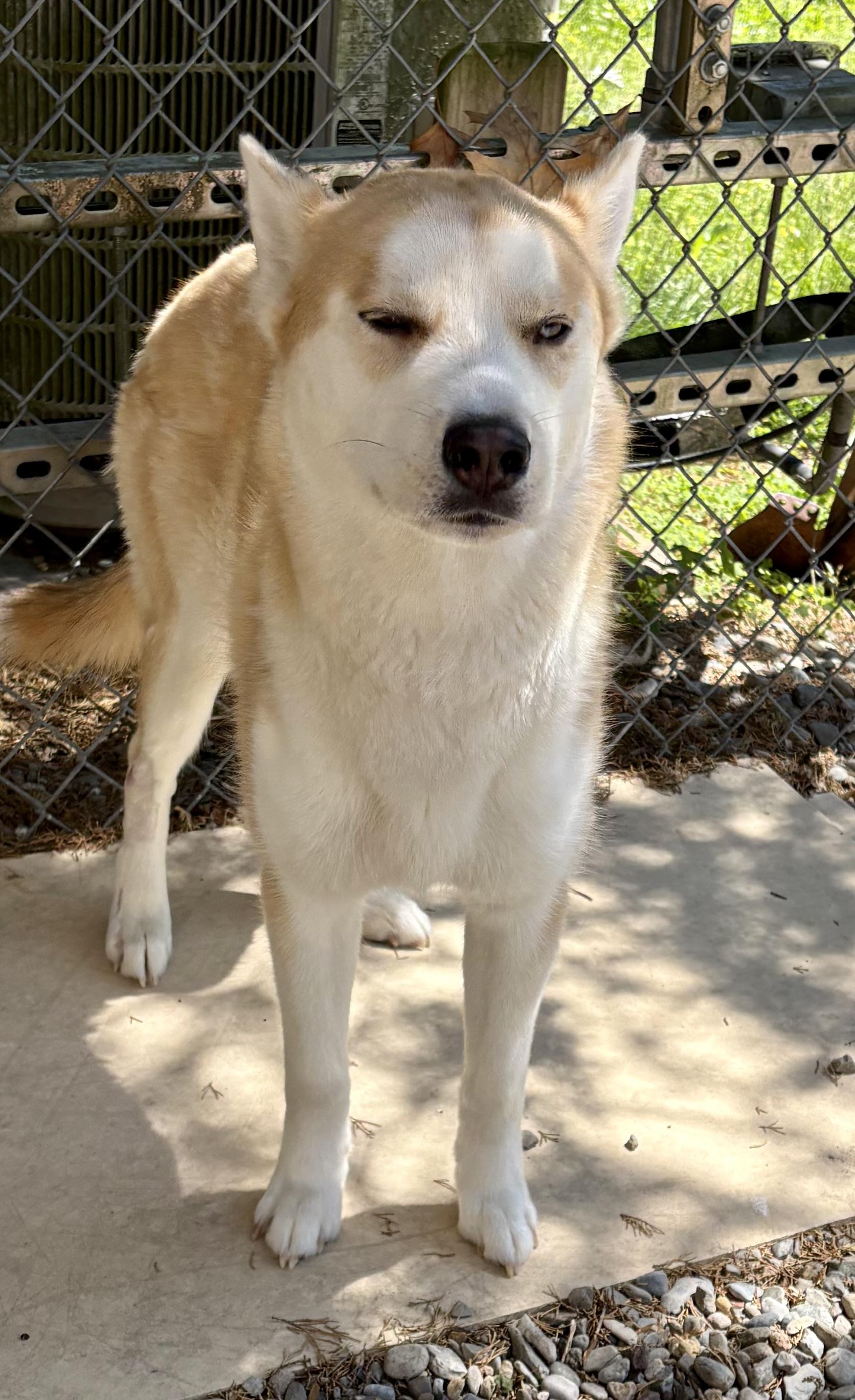 Enlarge Puffin, a Adoptable mixed breed in Warren, NJ image 4/6