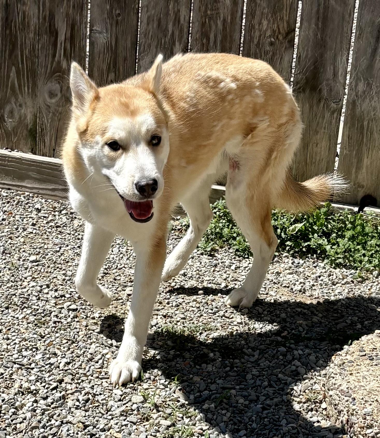 Enlarge Puffin, a Adoptable mixed breed in Warren, NJ image 5/6