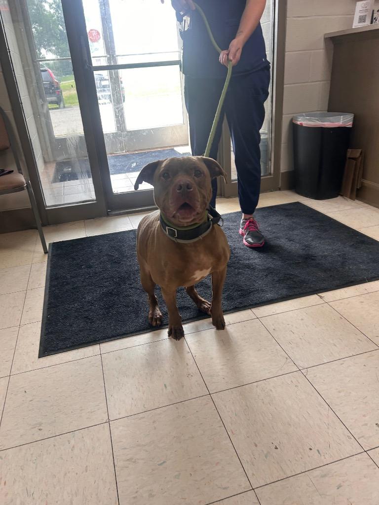 Brinxx, Adoptable, Senior Male Boxer & Pit Bull Terrier.