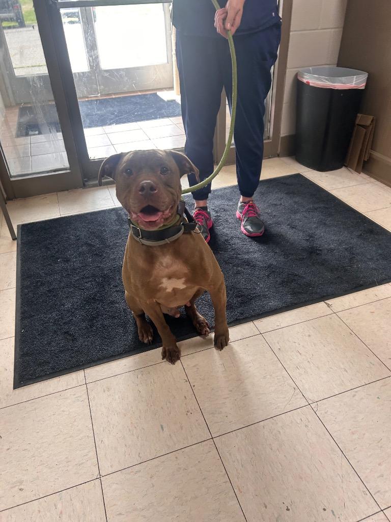 Enlarge Brinxx, a Adoptable mixed breed in New Manchester, WV image 2/6