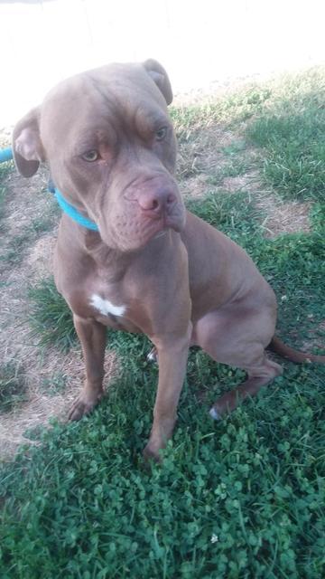 Enlarge Brinxx, a Adoptable mixed breed in New Manchester, WV image 3/6