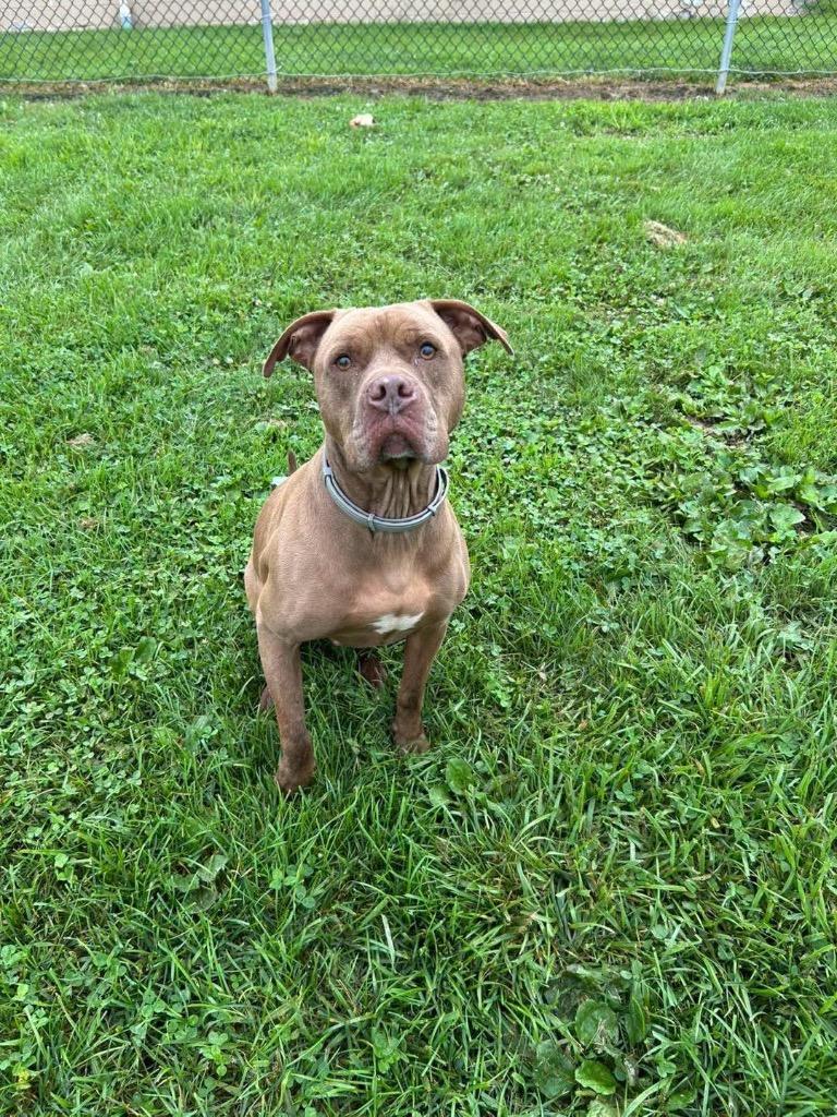 Enlarge Brinxx, a Adoptable mixed breed in New Manchester, WV image 4/6