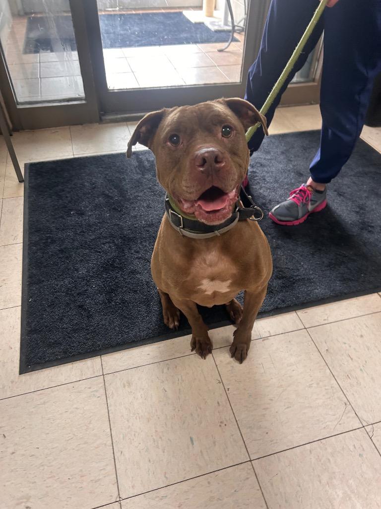 Enlarge Brinxx, a Adoptable mixed breed in New Manchester, WV image 5/6