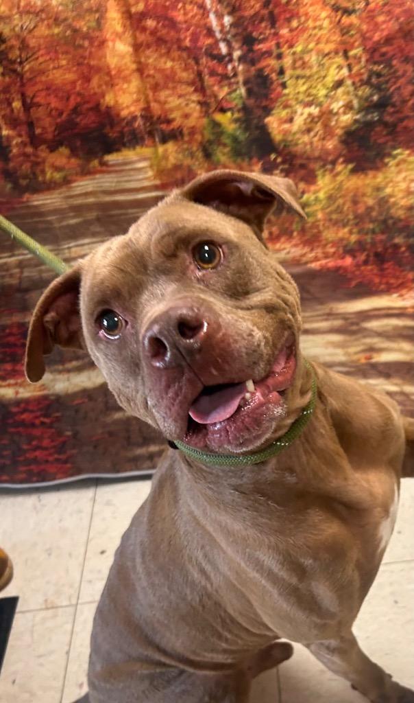Enlarge Brinxx, a Adoptable mixed breed in New Manchester, WV image 3/6