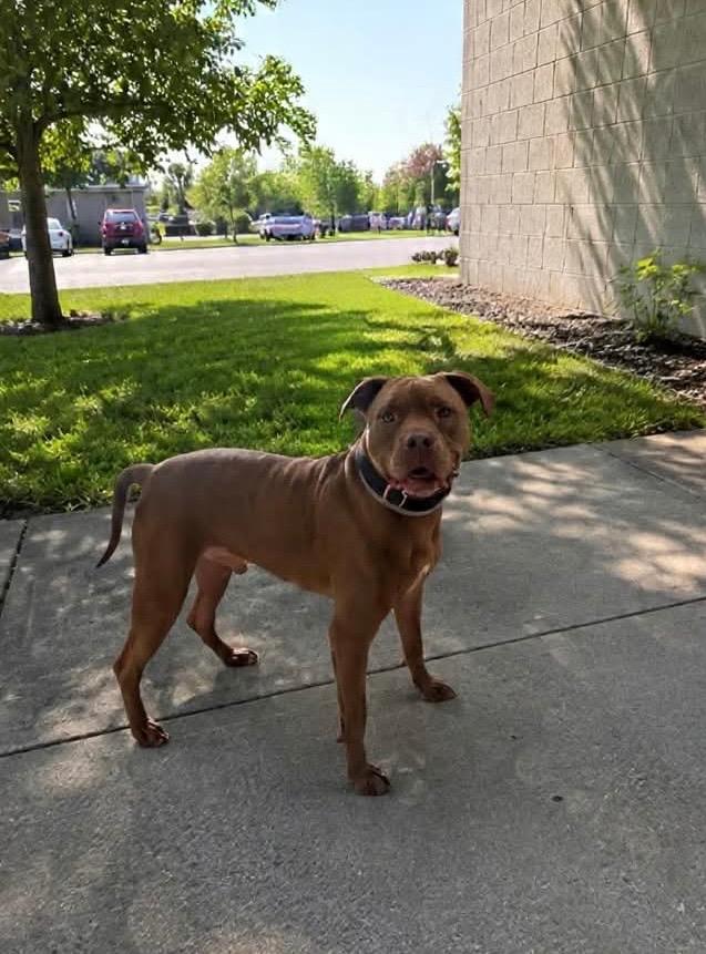 Enlarge Brinxx, a Adoptable mixed breed in New Manchester, WV image 4/6
