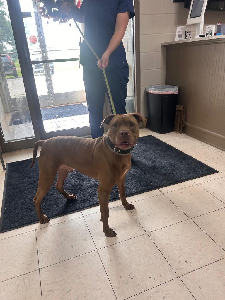 Enlarge Brinxx, a Adoptable mixed breed in New Manchester, WV image 5/6