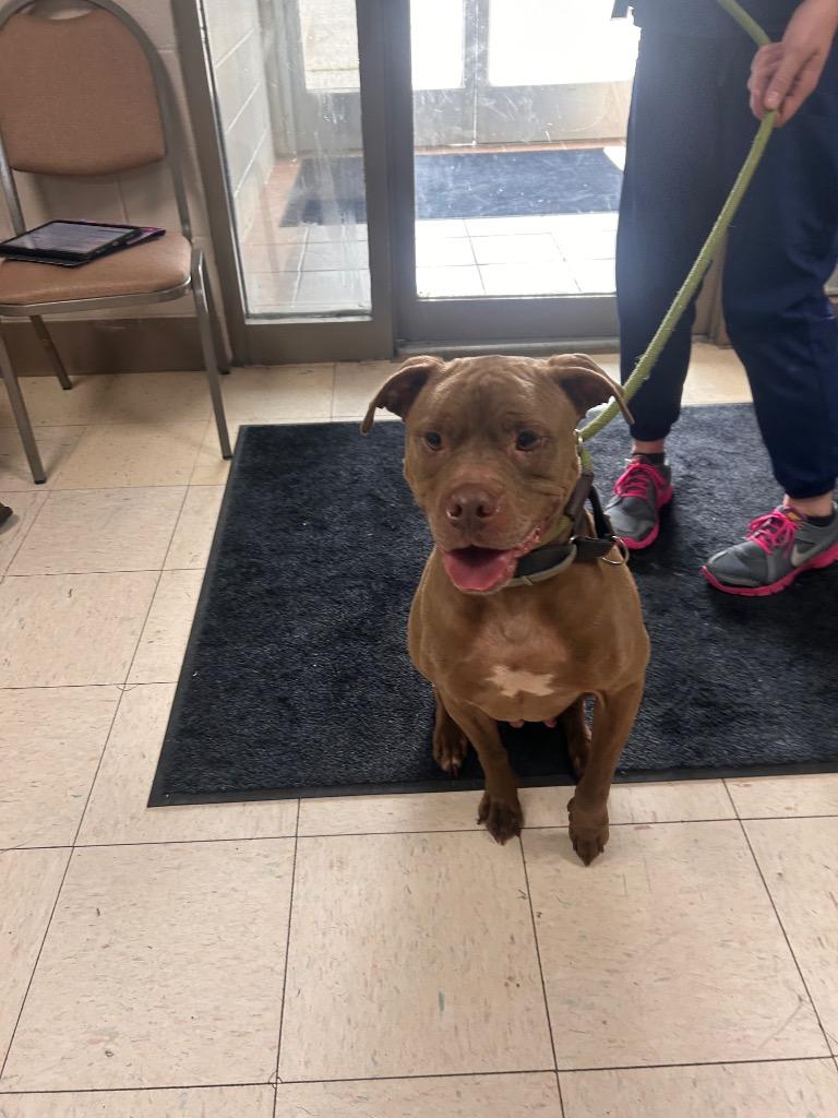 Enlarge Brinxx, a Adoptable mixed breed in New Manchester, WV image 6/6