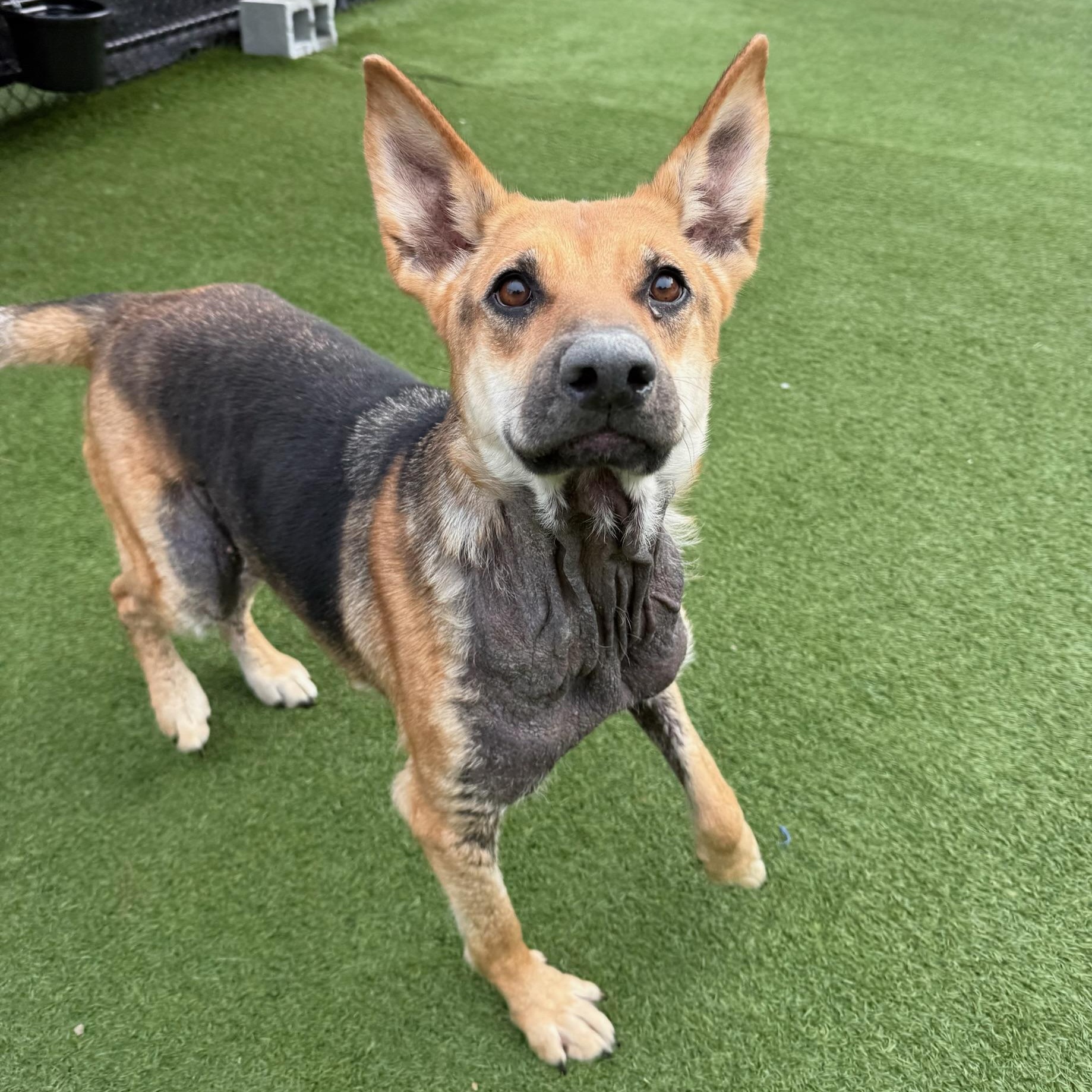 Georgia, Adoptable, Adult Female German Shepherd Dog.