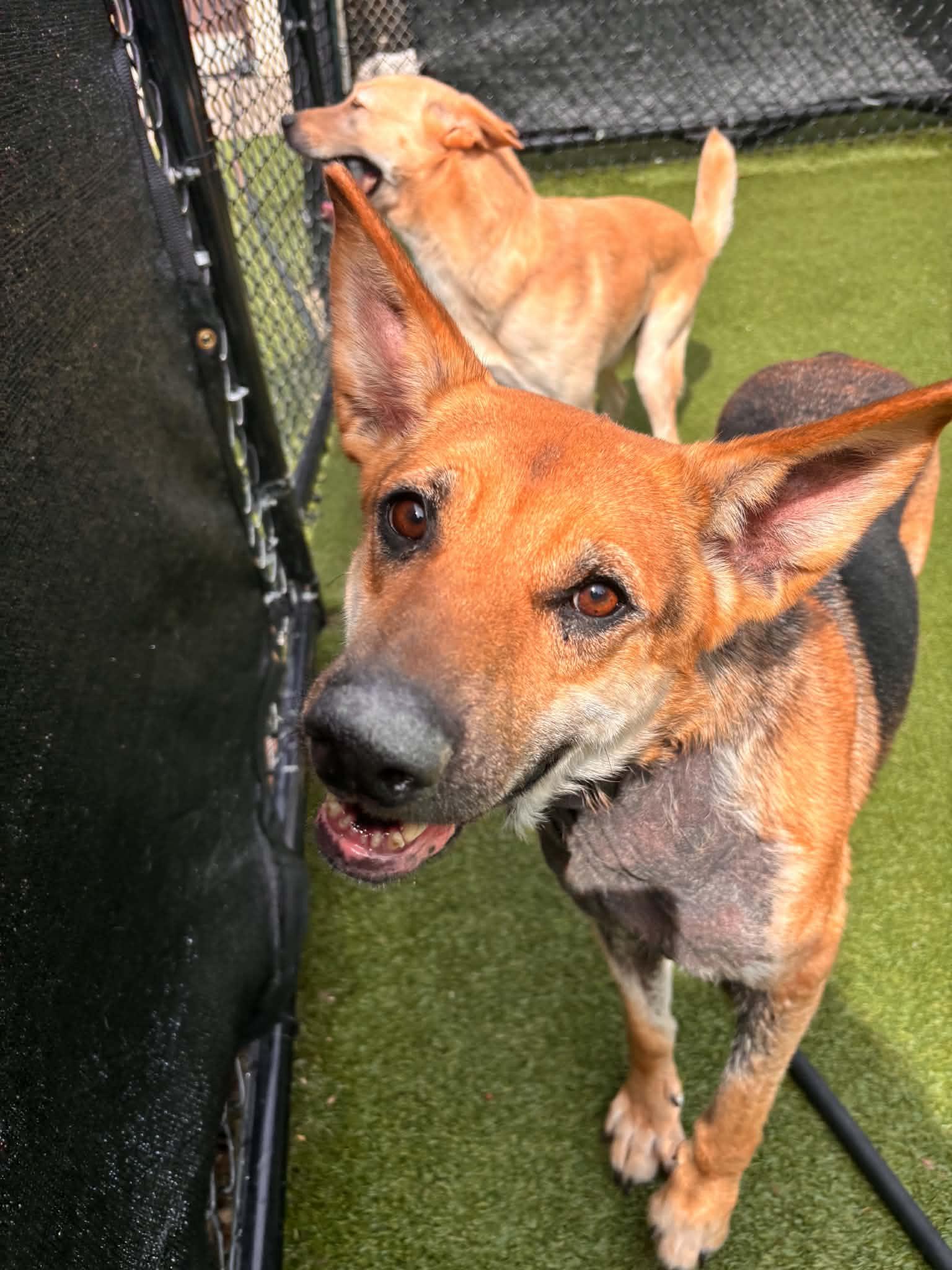 Enlarge Georgia, a Adoptable German Shepherd Dog in Groton, CT image 4/5