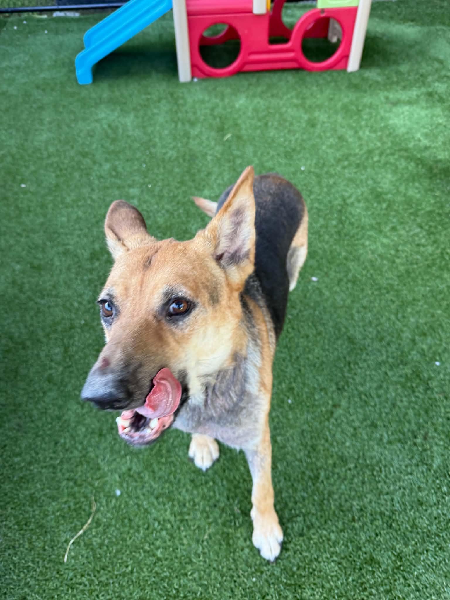 Georgia, a ADOPTABLE German Shepherd Dog in Groton, CT image 4/4