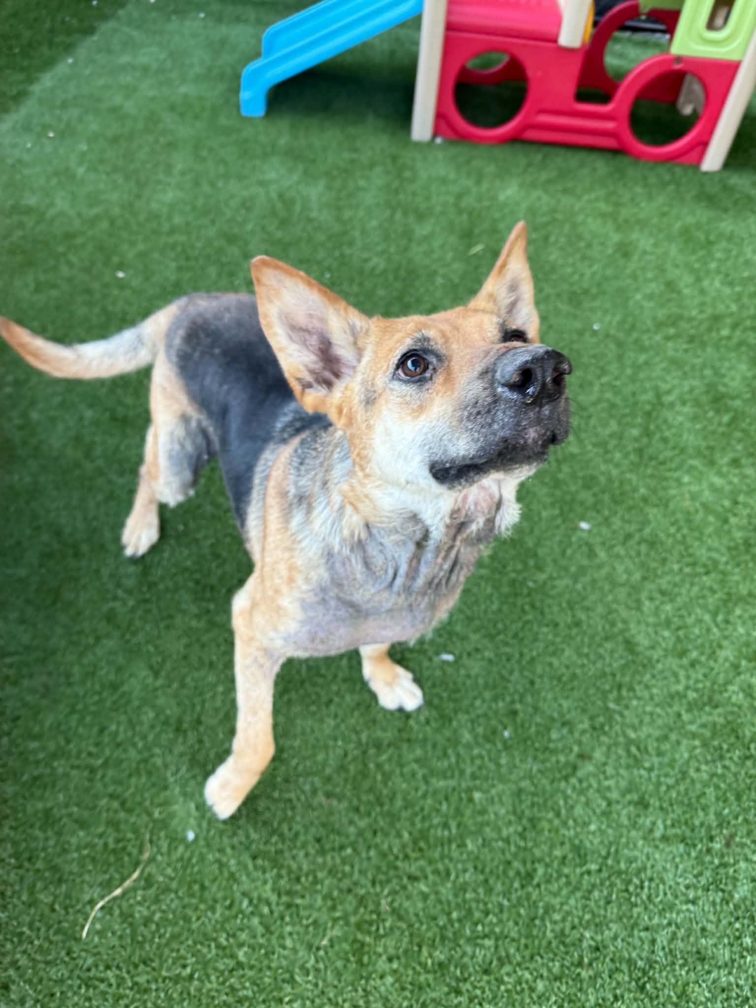 Georgia, a ADOPTABLE German Shepherd Dog in Groton, CT image 3/4