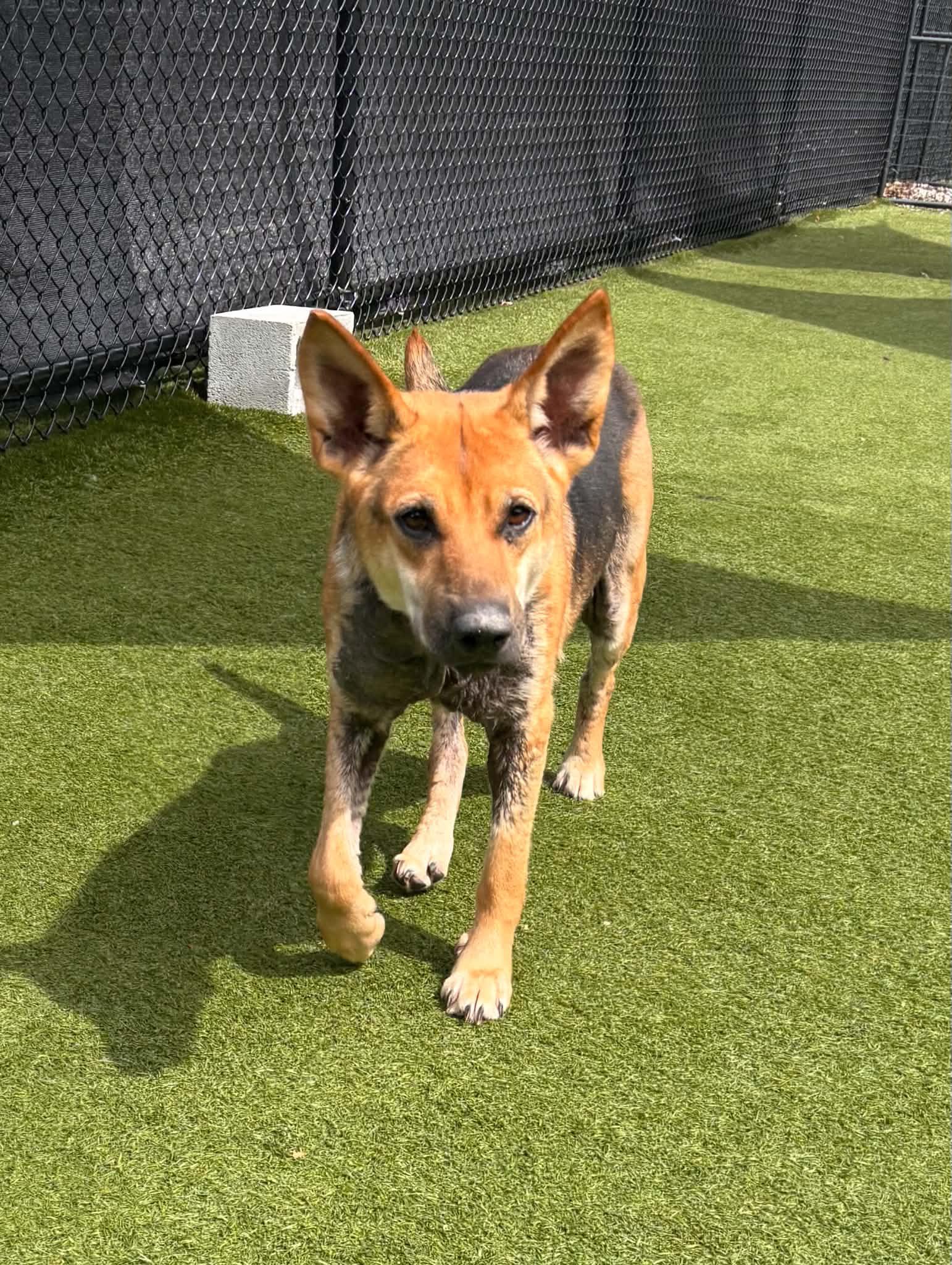 Enlarge Georgia, a Adoptable German Shepherd Dog in Groton, CT image 5/5