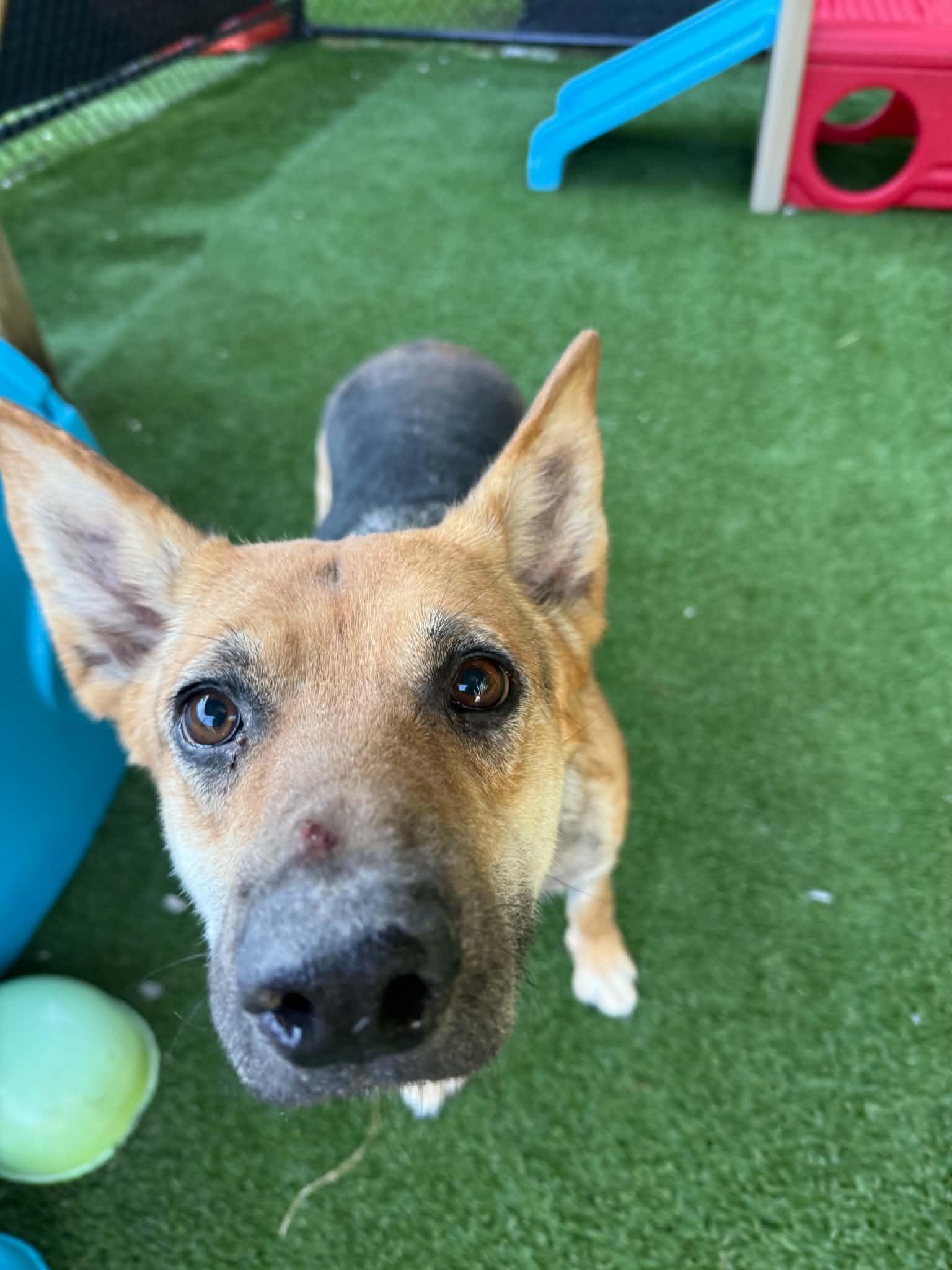 Georgia, ADOPTABLE, Adult Female German Shepherd Dog.
