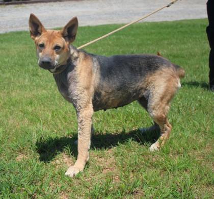 Georgia, a ADOPTABLE German Shepherd Dog in Groton, CT image 2/4